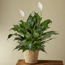 Load image into Gallery viewer, Peace Lily Plant