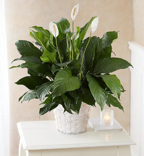 Load image into Gallery viewer, Peace Lily Plant
