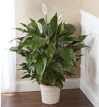 Load image into Gallery viewer, Peace Lily Plant