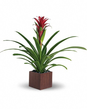 Bromeliad Beauty