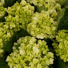 Load image into Gallery viewer, Hydrangeas
