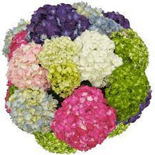 Load image into Gallery viewer, Hydrangeas
