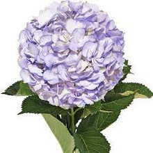 Load image into Gallery viewer, Hydrangeas
