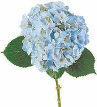 Load image into Gallery viewer, Hydrangeas
