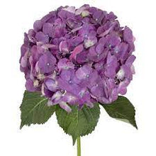 Load image into Gallery viewer, Hydrangeas
