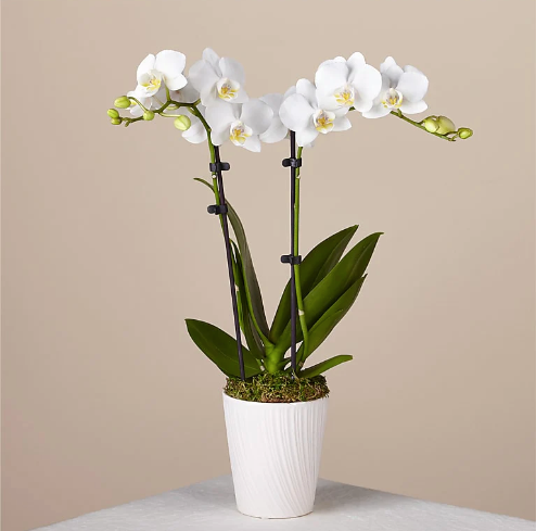 Bliss White Orchid