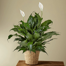 Load image into Gallery viewer, Peace Lily Plant
