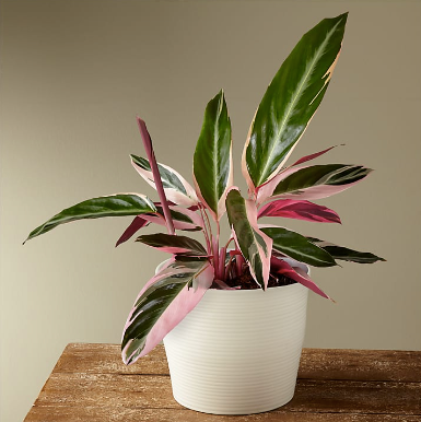 Calathea Stromanthe Triostar