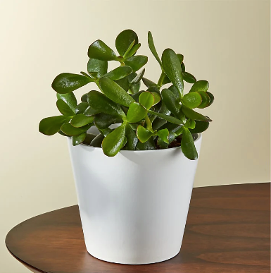 Jade Succulent Plant