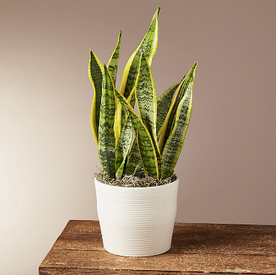 Snake Plant