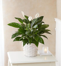 Load image into Gallery viewer, Peace Lily Plant
