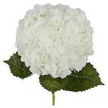 Load image into Gallery viewer, Hydrangeas
